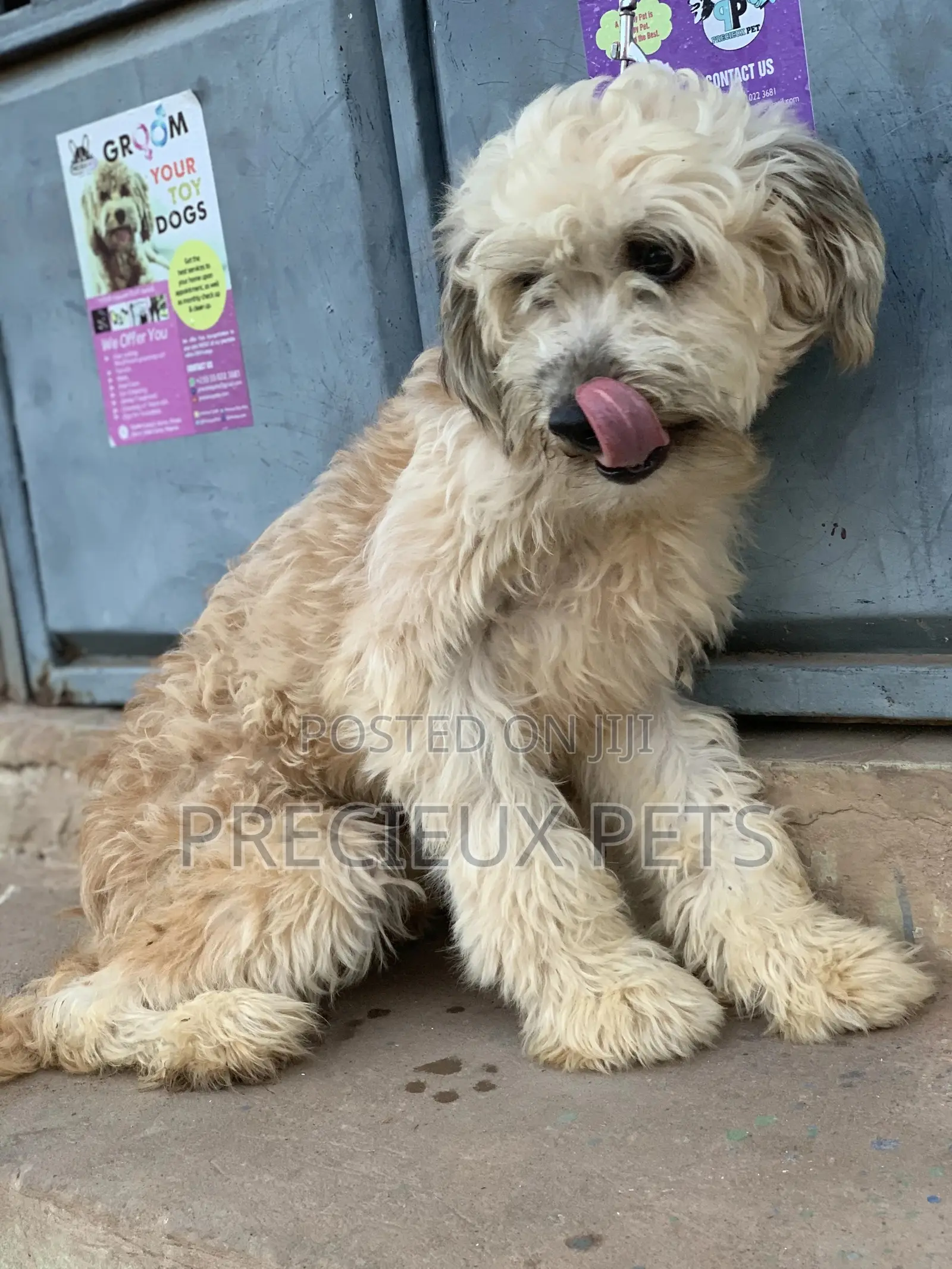 Stud Services For AMERICAN POODLES