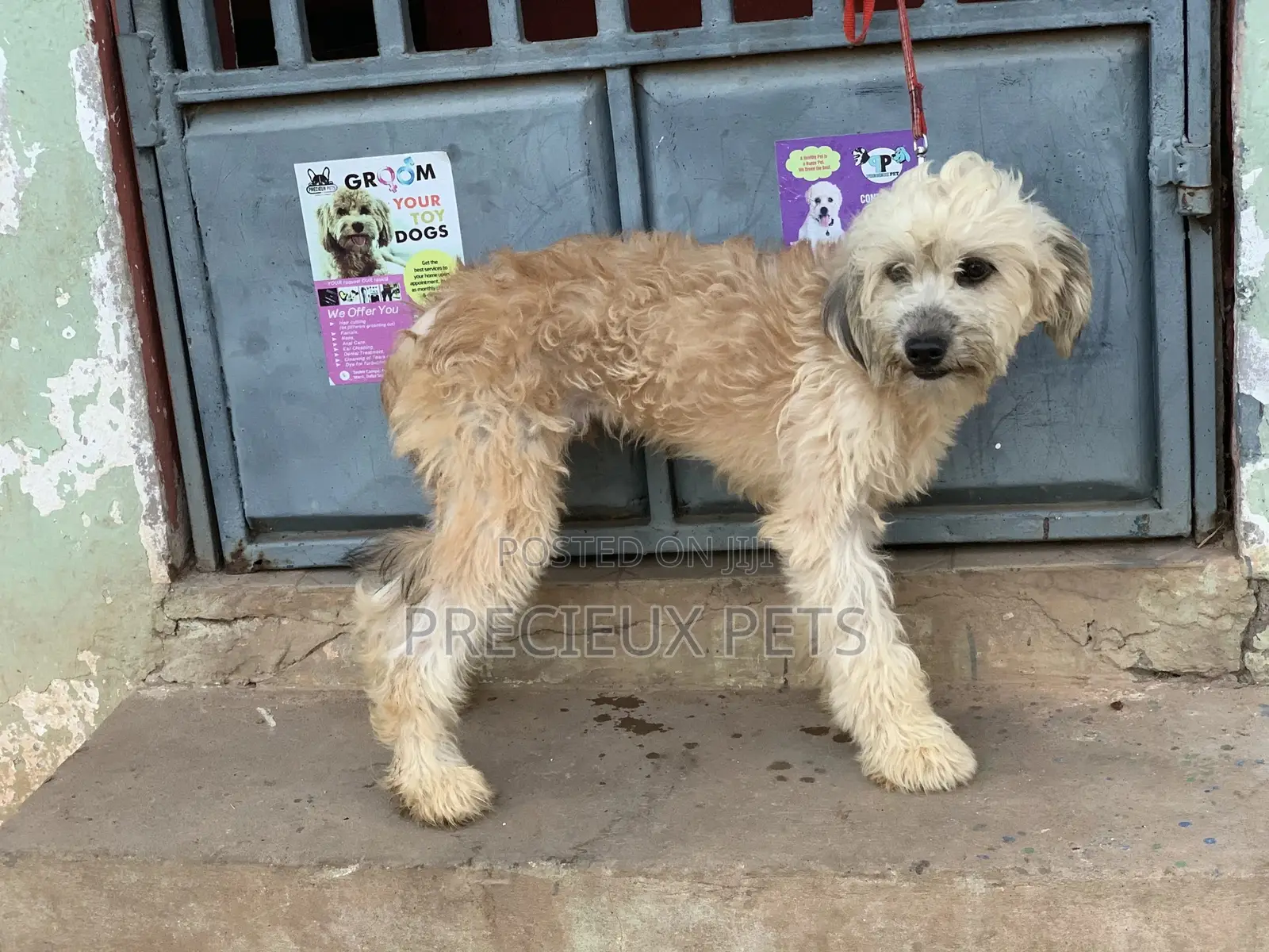 Stud Services For AMERICAN POODLES