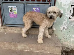 Stud Services For AMERICAN POODLES