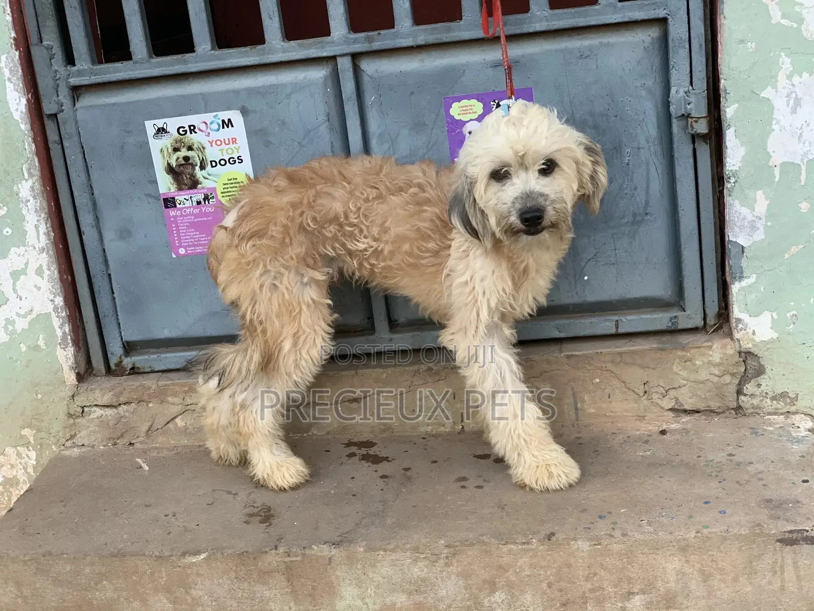 Stud Services For AMERICAN POODLES
