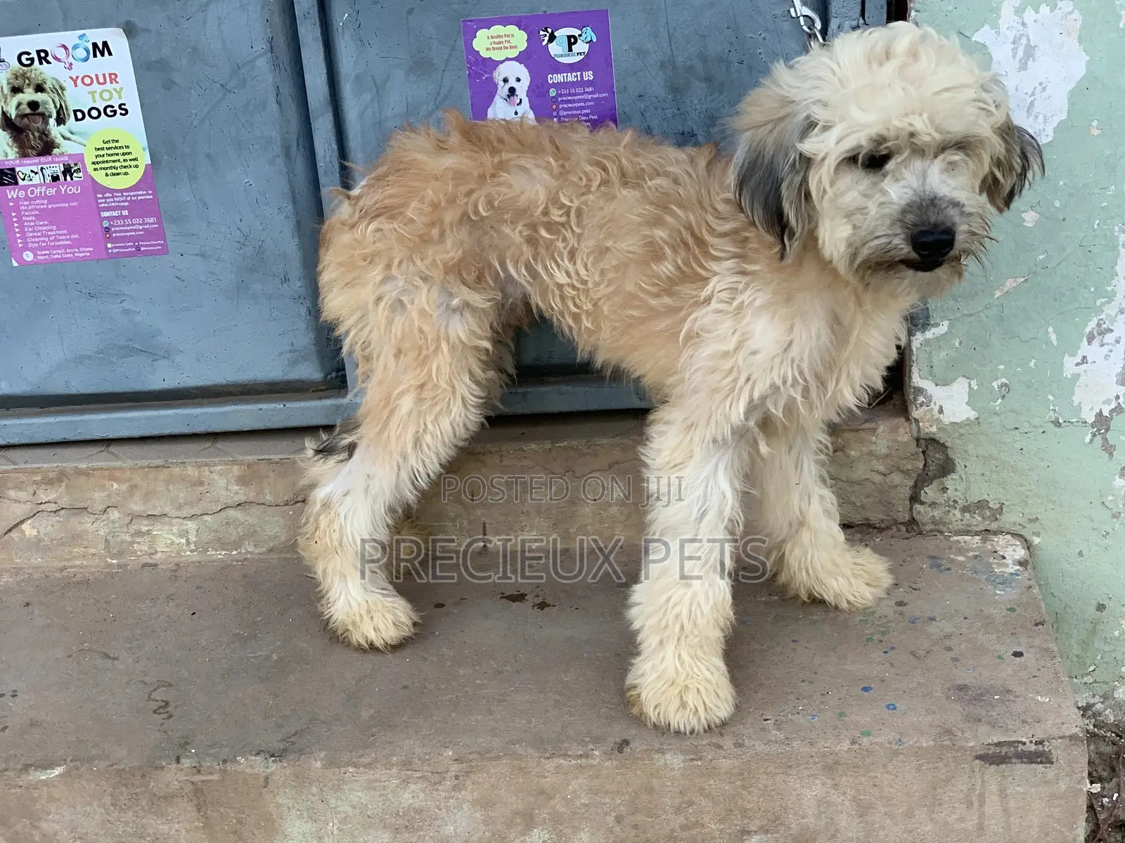 Stud Services For AMERICAN POODLES