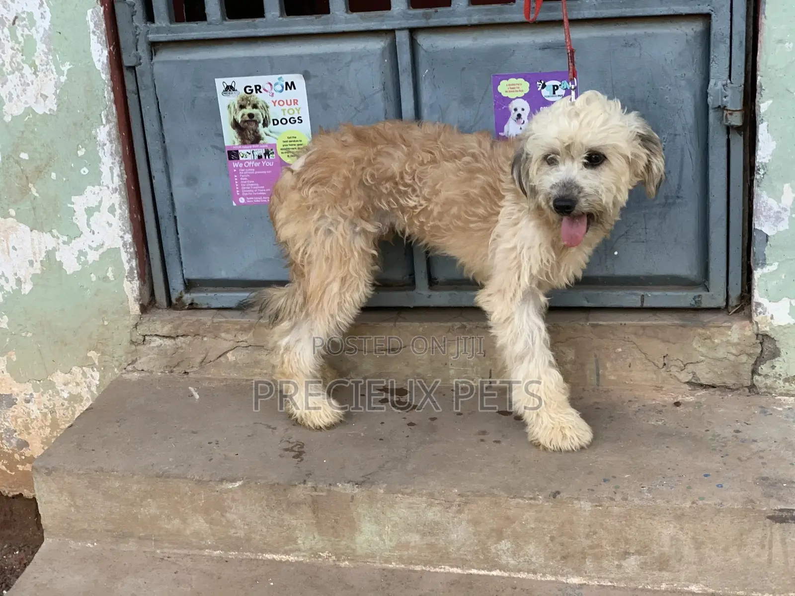 Stud Services For AMERICAN POODLES