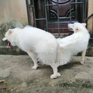 American Eskimo Mating #3-1