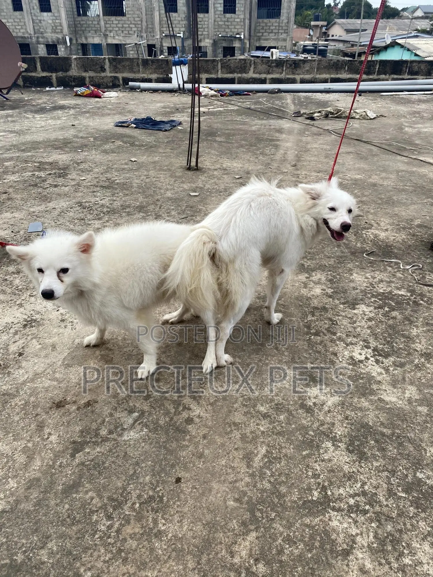Stud Services For American Eskimo