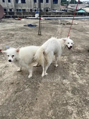 Stud Services For American Eskimo