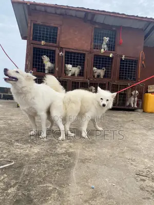 Stud Services For American Eskimo