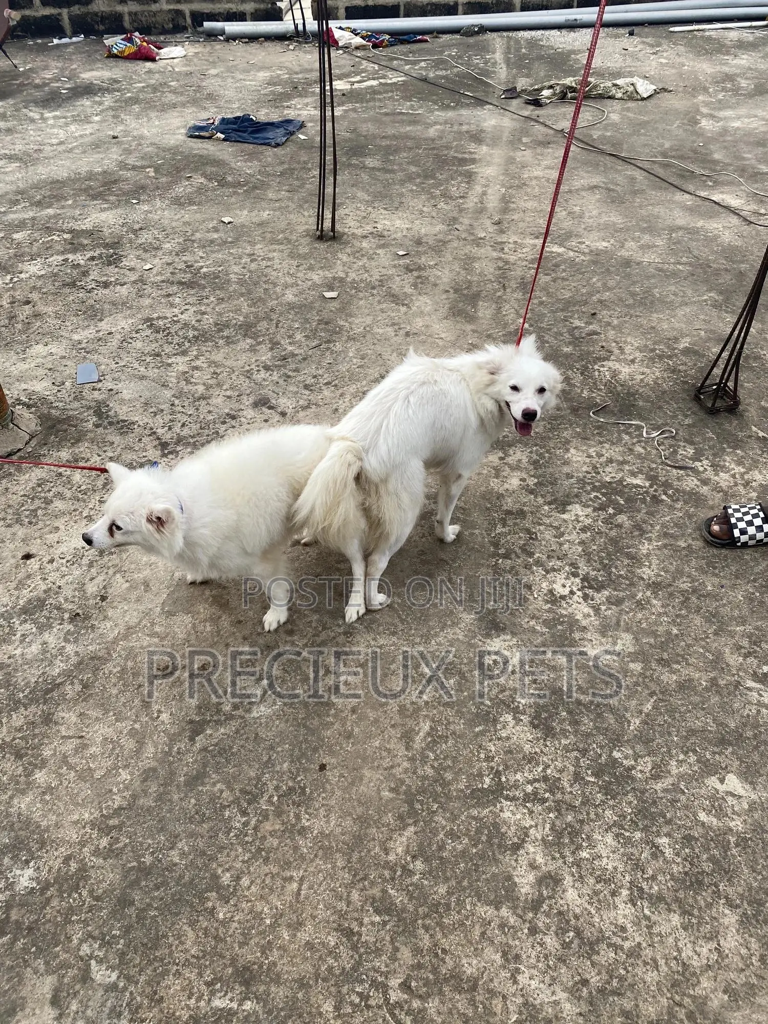 Stud Services For American Eskimo
