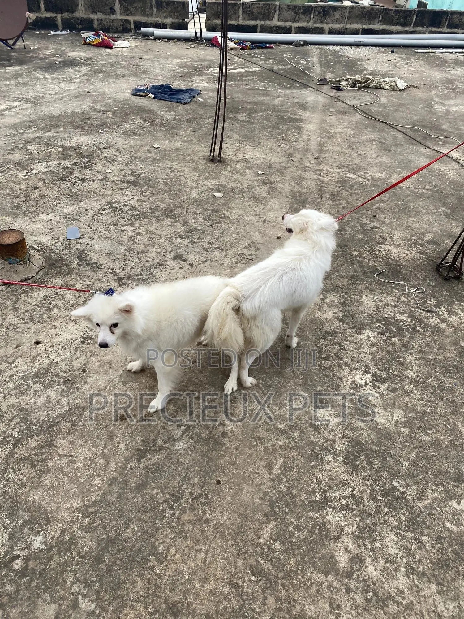 Stud Services For American Eskimo