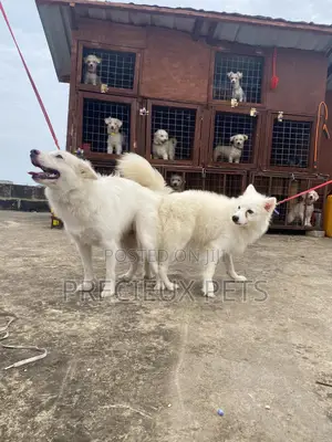 Stud Services For American Eskimo