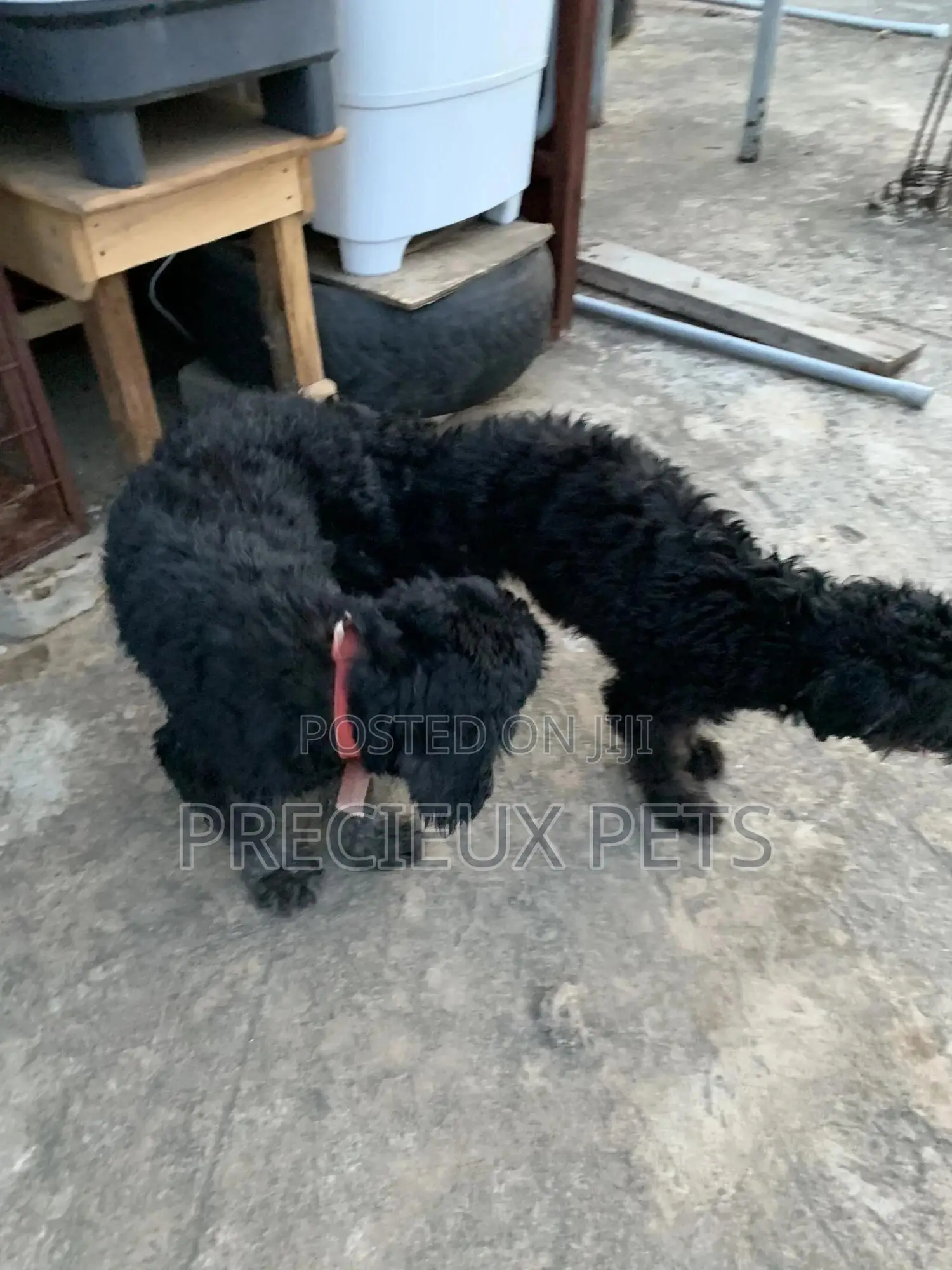 Black Poodle For Stud Services