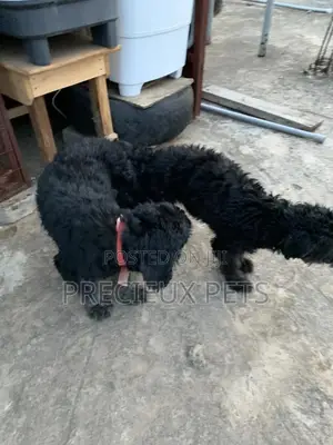 Black Poodle For Stud Services