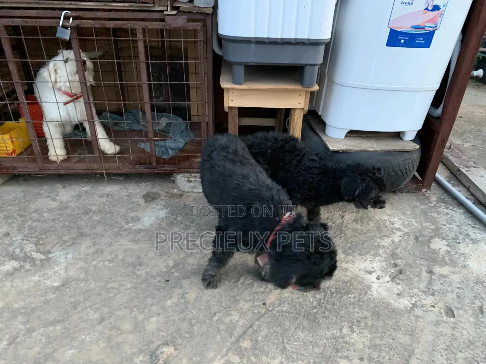 Black Poodle For Stud Services