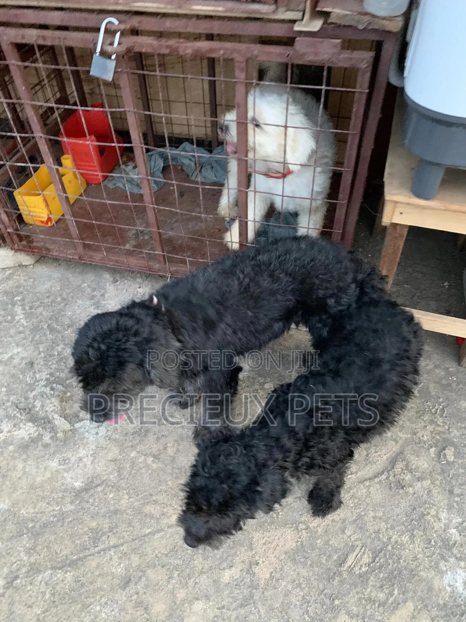 Black Poodle For Stud Services