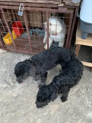 Black Poodle For Stud Services