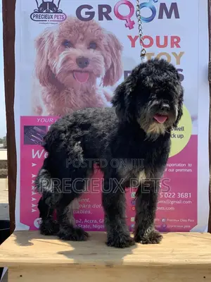 Stud Services For POODLES #2 -vom BUDDY