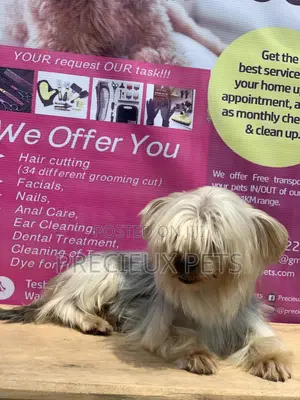 Male Yorkshire Terrier For Mating