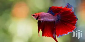 Betta Fish