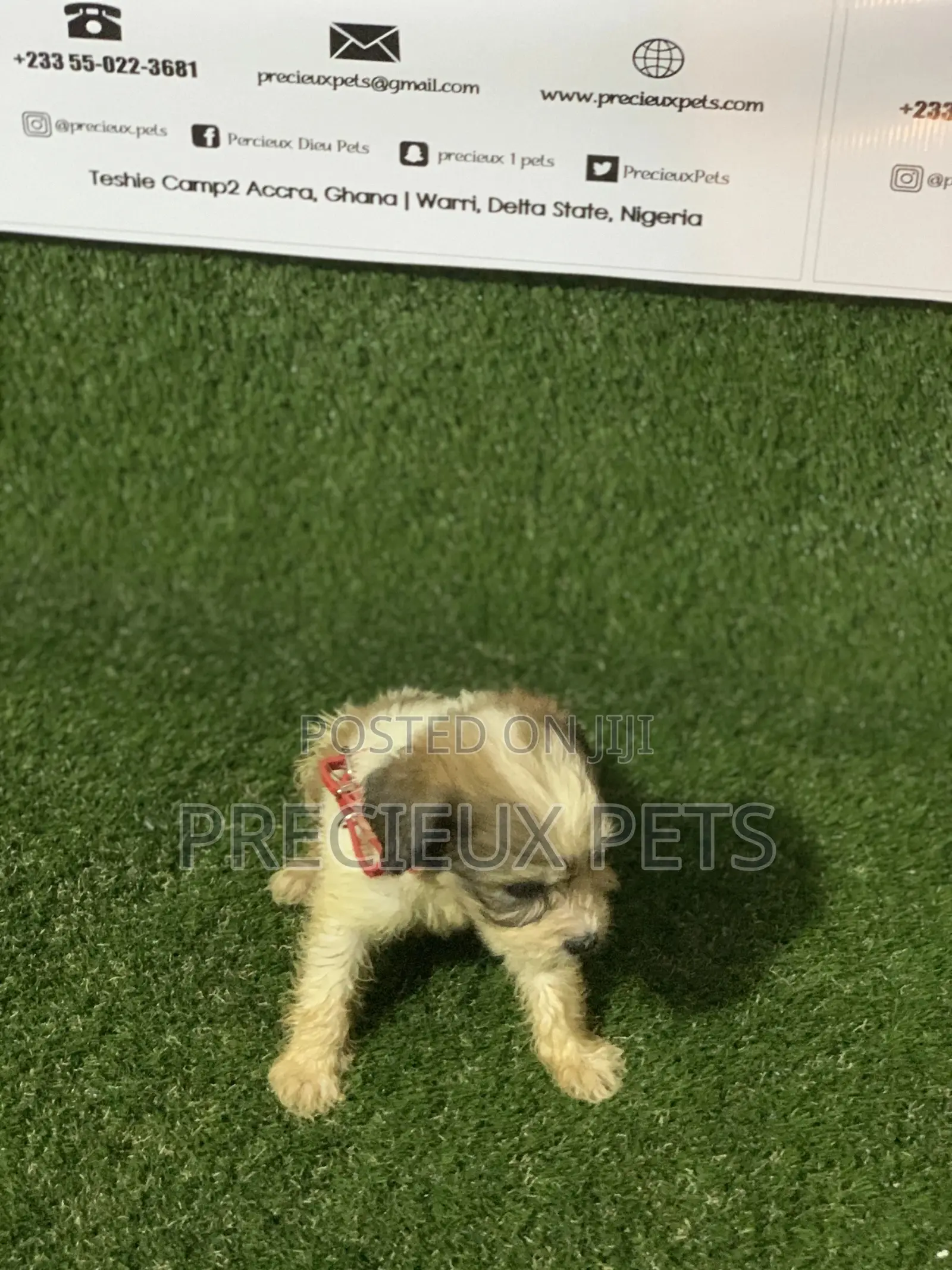 1-3 months Male Purebred Poodle