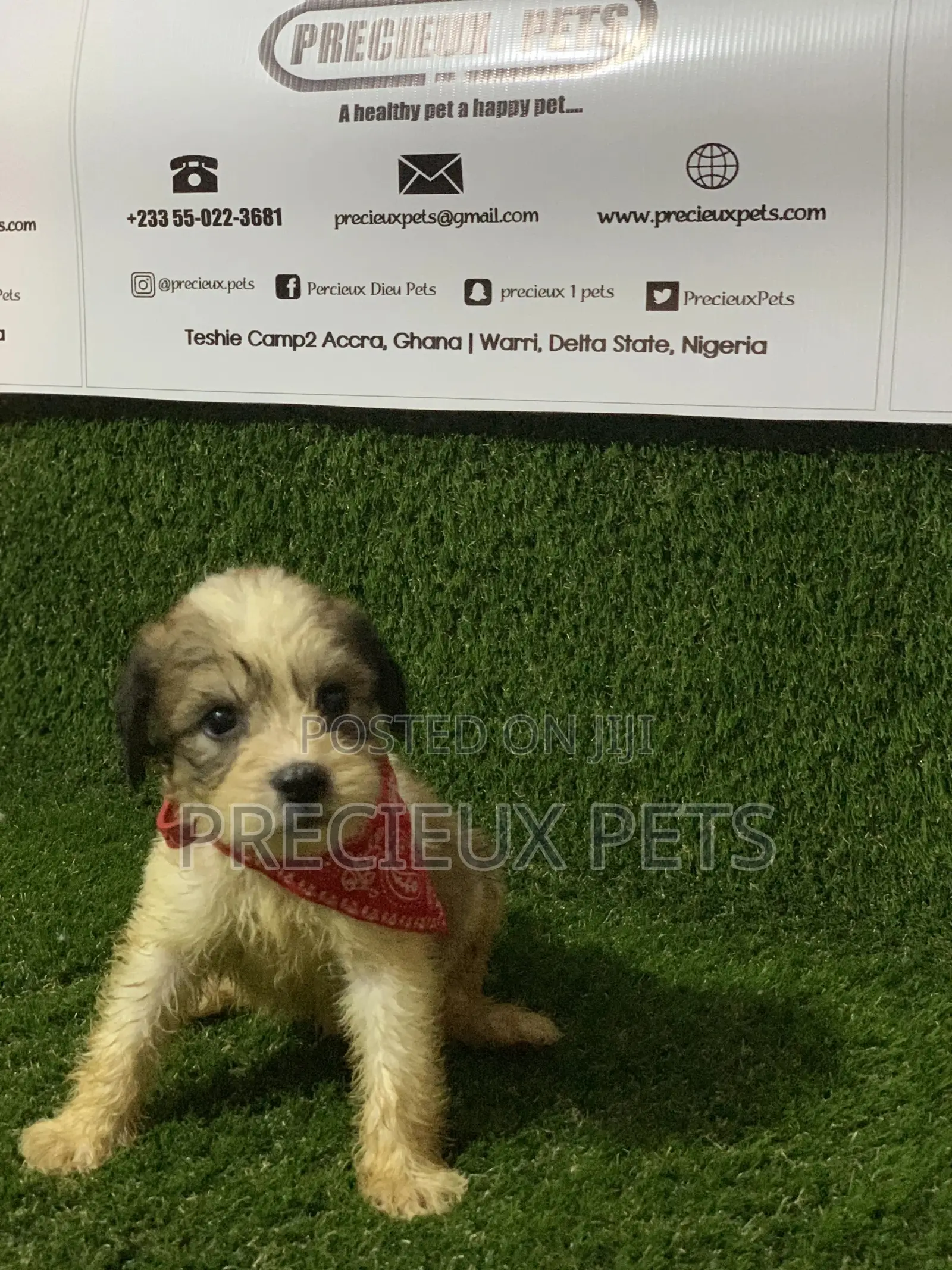 1-3 months Male Purebred Poodle