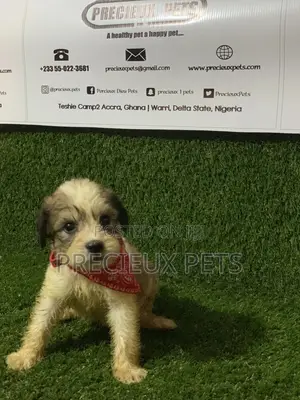 1-3 months Male Purebred Poodle