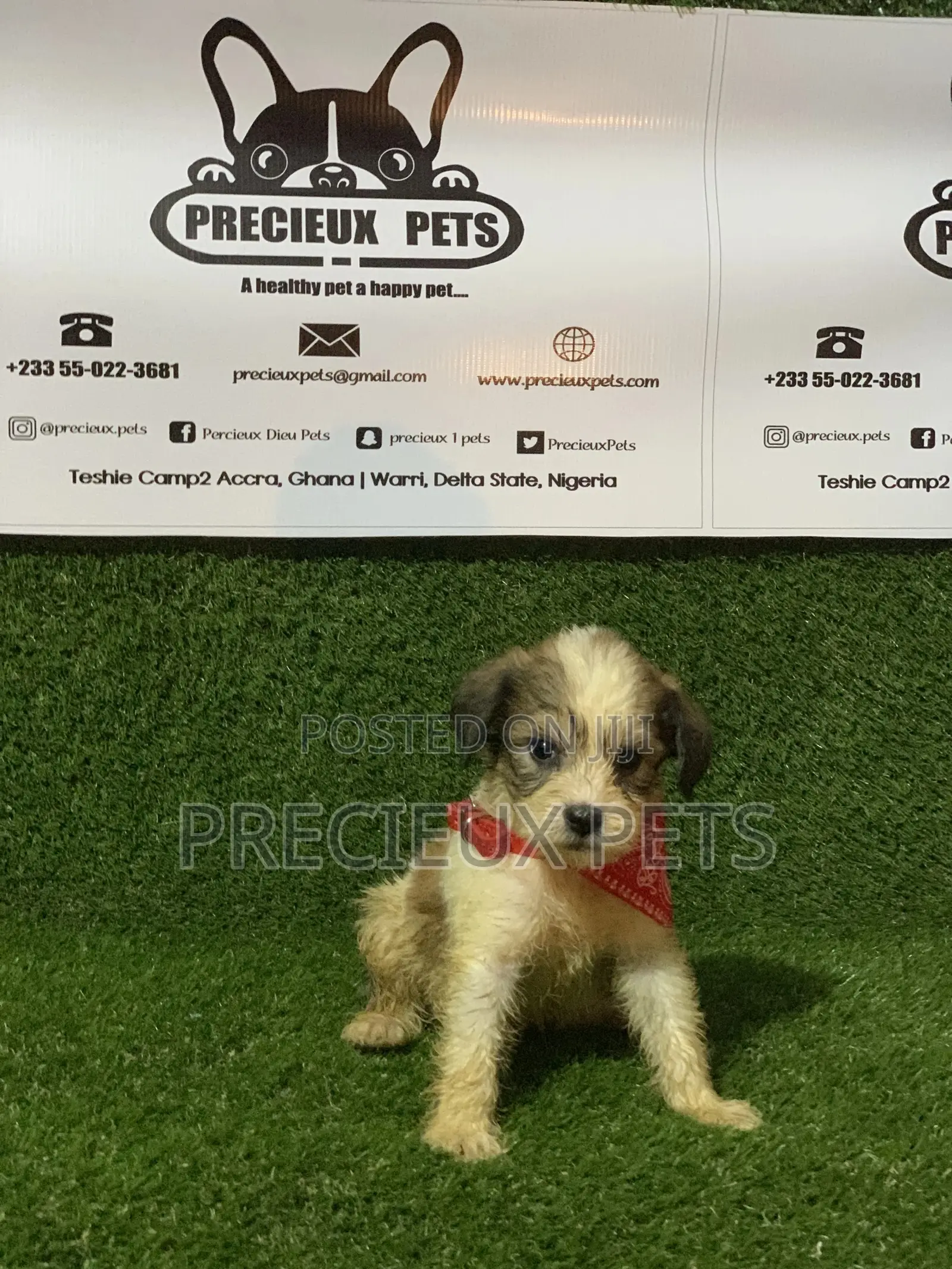 1-3 months Male Purebred Poodle