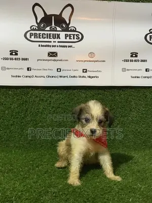 1-3 months Male Purebred Poodle