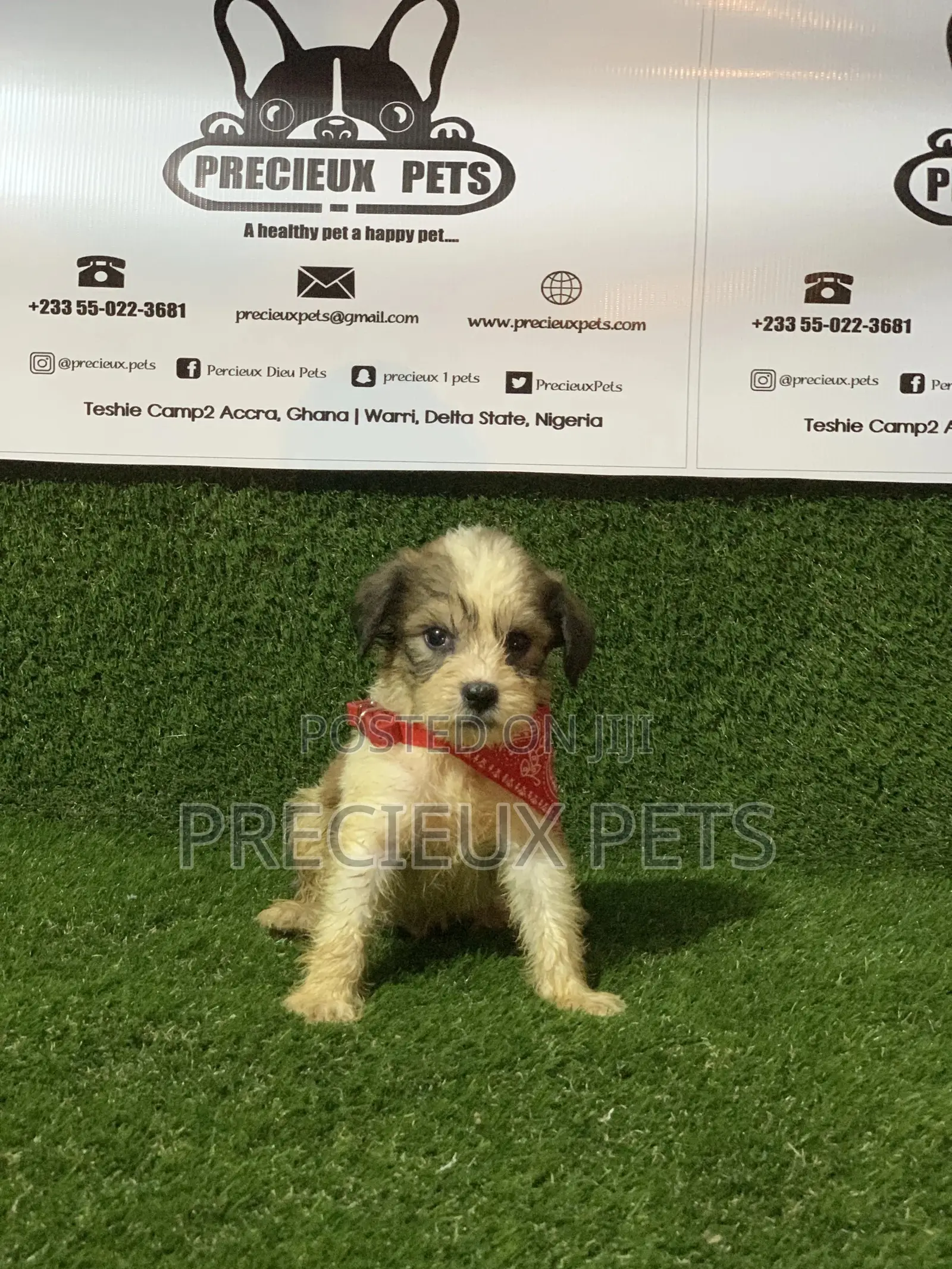 1-3 months Male Purebred Poodle